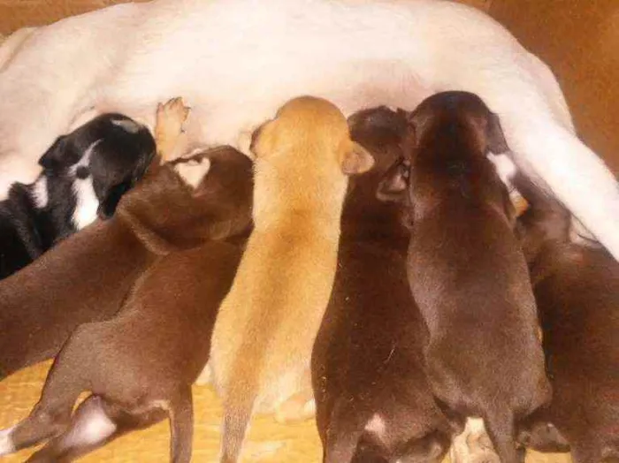 Cachorro ra a Indefinida idade Abaixo de 2 meses nome São 5