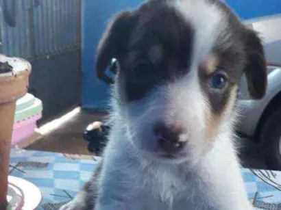 Cachorro raça Vira-lata poste pequeno  idade Abaixo de 2 meses nome Mel estrela 