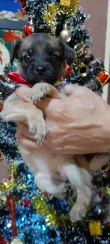 Cachorro ra a SRD-ViraLata idade Abaixo de 2 meses nome filhotes