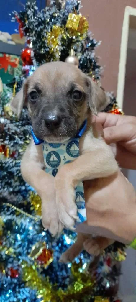 Cachorro ra a SRD-ViraLata idade Abaixo de 2 meses nome filhotes