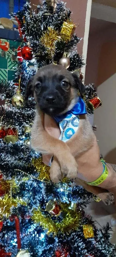 Cachorro ra a SRD-ViraLata idade Abaixo de 2 meses nome filhotes