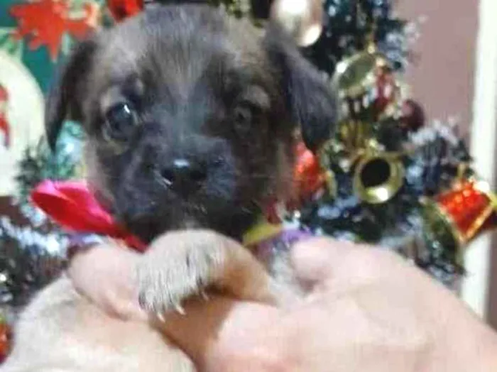 Cachorro ra a SRD-ViraLata idade Abaixo de 2 meses nome filhotes