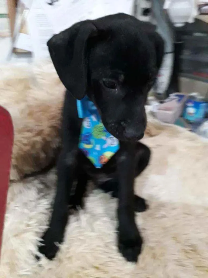 Cachorro ra a SRD idade 2 a 6 meses nome Filhotes 2 meses 