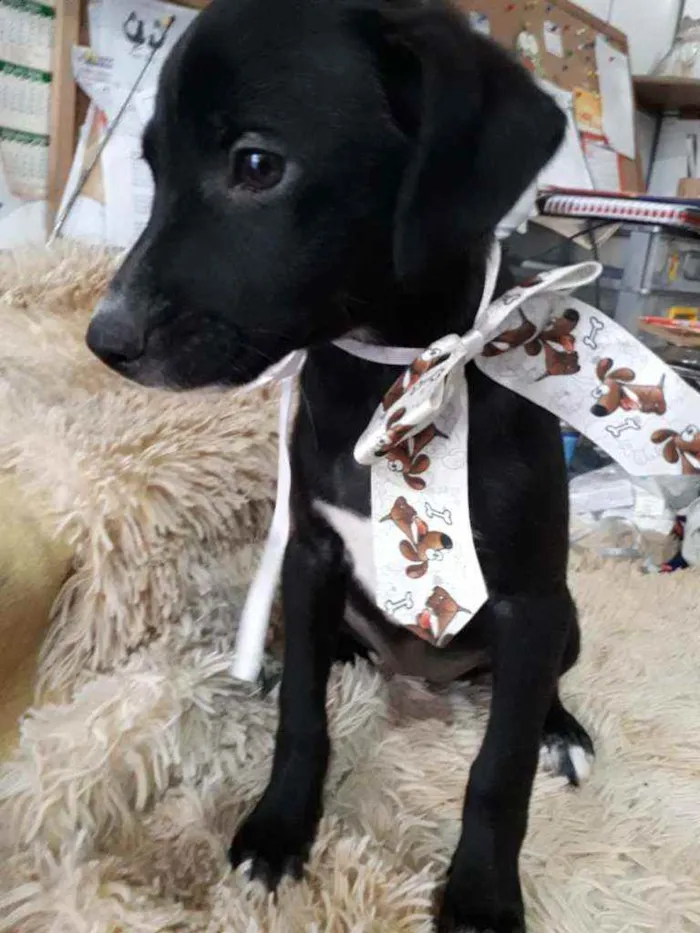 Cachorro ra a SRD idade 2 a 6 meses nome Filhotes 2 meses 