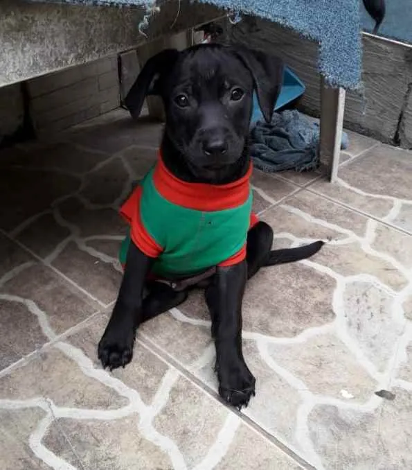 Cachorro ra a SRD idade 2 a 6 meses nome Filhotes 2 meses 