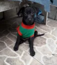Filhotes 2 meses