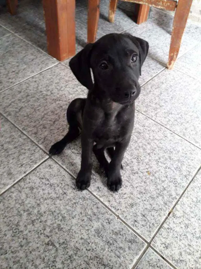 Cachorro ra a SRD idade 2 a 6 meses nome Filhotes 2 meses 