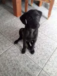 Filhotes 2 meses
