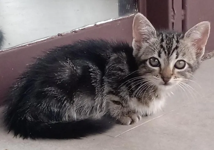 Gato ra a  idade Abaixo de 2 meses nome Oncinha