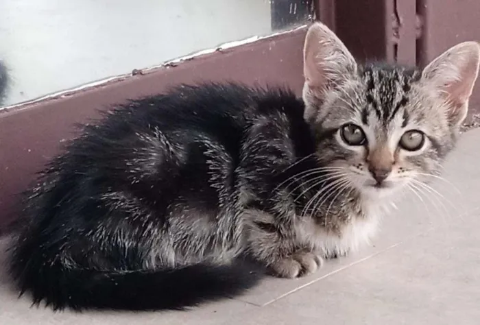 Gato ra a  idade Abaixo de 2 meses nome Oncinha