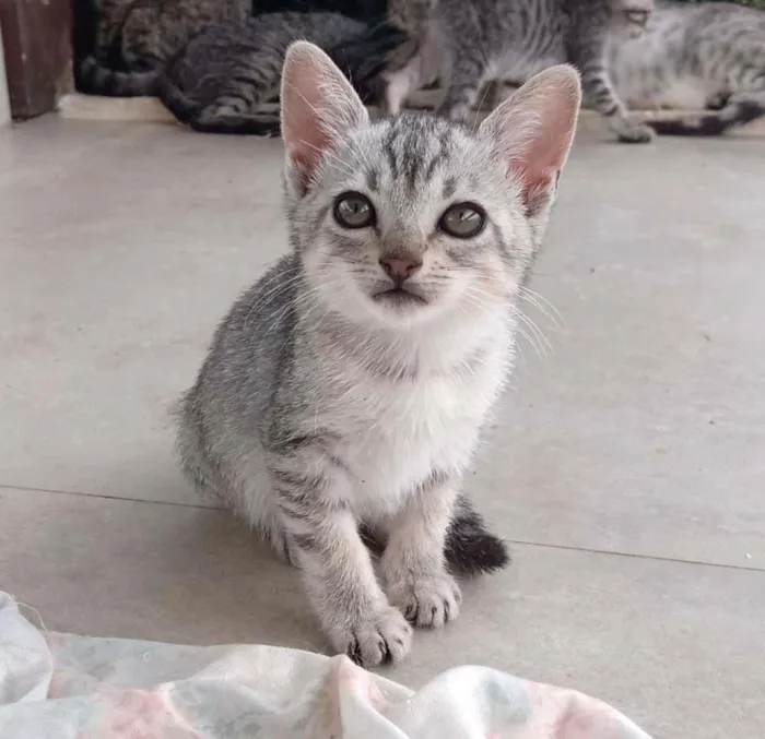 Gato ra a  idade Abaixo de 2 meses nome Cristal