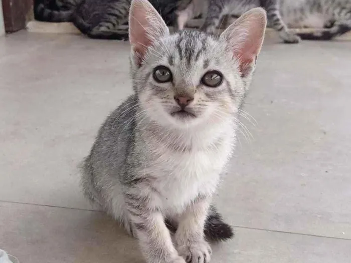 Gato ra a  idade Abaixo de 2 meses nome Cristal