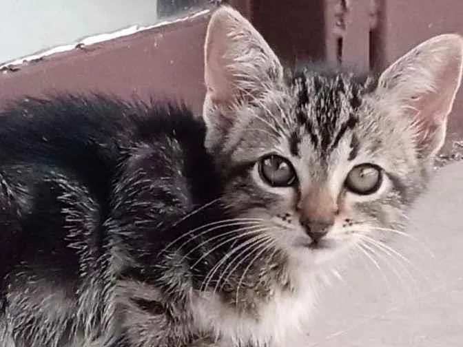 Gato ra a  idade Abaixo de 2 meses nome Oncinha