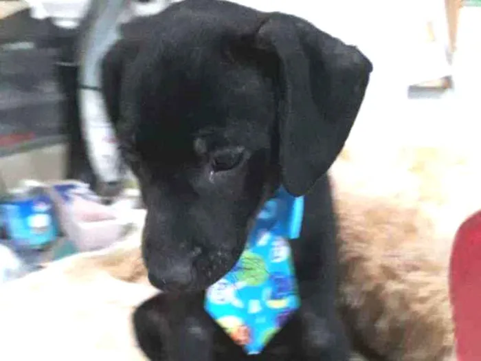 Cachorro ra a SRD idade 2 a 6 meses nome Filhotes 2 meses 