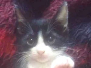 Gato raça Srd idade Abaixo de 2 meses nome Amorzinhos 
