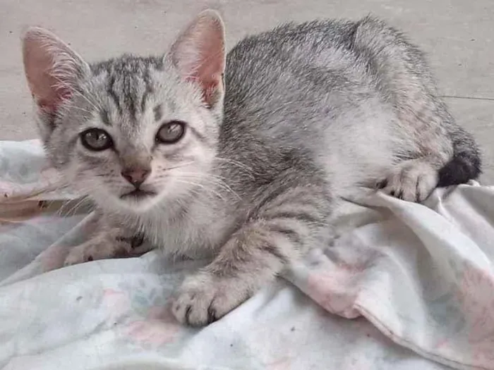 Gato ra a  idade Abaixo de 2 meses nome Cristal