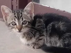 Gato raça  idade Abaixo de 2 meses nome Oncinha