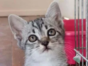 Gato raça  idade Abaixo de 2 meses nome Dora 