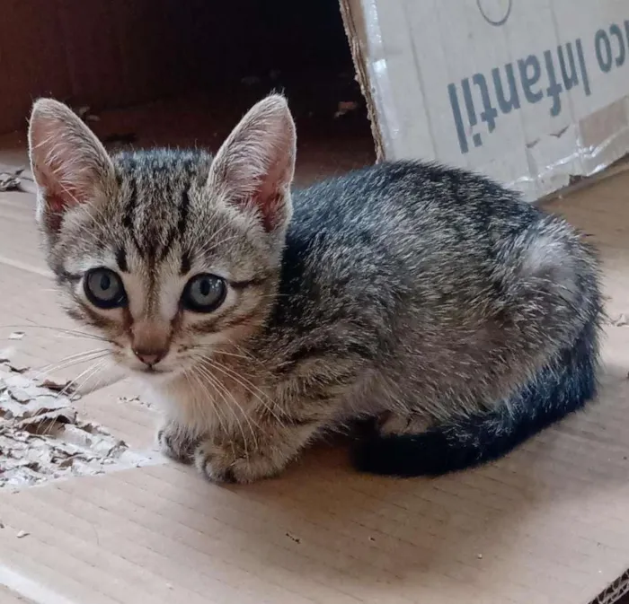 Gato ra a  idade Abaixo de 2 meses nome Pimpão