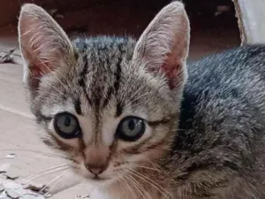 Gato raça  idade Abaixo de 2 meses nome Pimpão