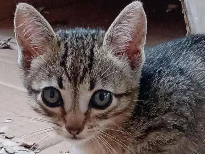 Gato ra a  idade Abaixo de 2 meses nome Pimpão
