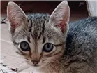 Gato raça  idade Abaixo de 2 meses nome Pimpão
