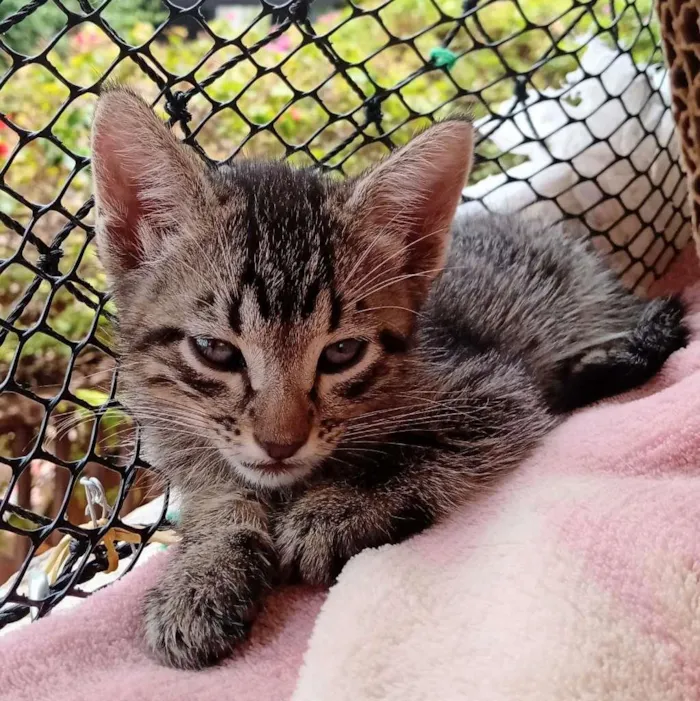 Gato ra a  idade Abaixo de 2 meses nome Tigrinho