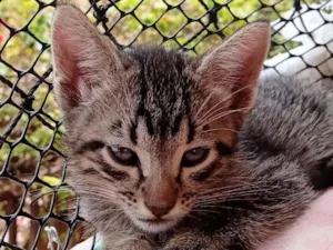 Gato raça  idade Abaixo de 2 meses nome Tigrinho