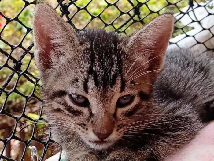 Gato ra a  idade Abaixo de 2 meses nome Tigrinho