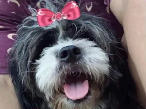 Cachorro raça Mestiça  idade 7 a 11 meses nome Sofia 