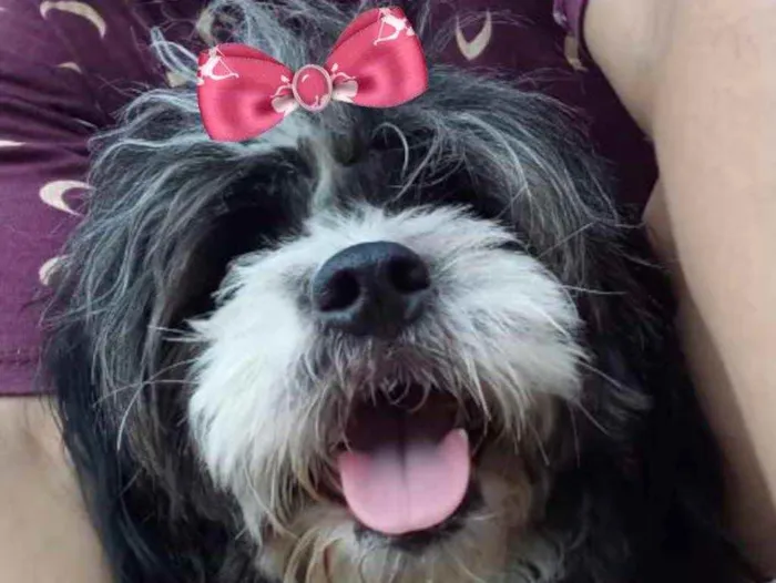 Cachorro ra a Mestiça  idade 7 a 11 meses nome Sofia 