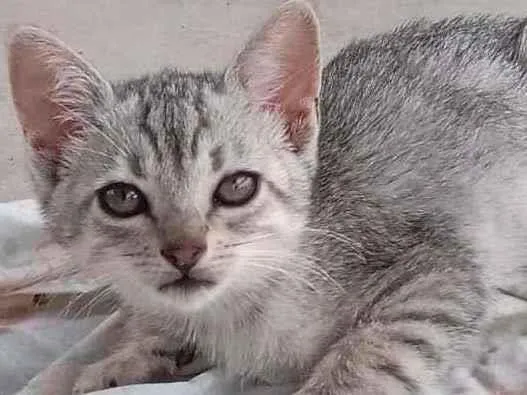 Gato ra a  idade Abaixo de 2 meses nome Cristal