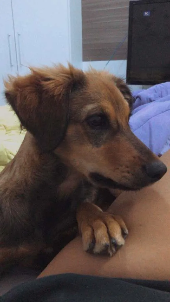 Cachorro ra a SRD-ViraLata idade 1 ano nome Maya
