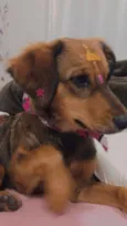 Maya