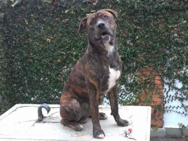 Cachorro raça srd idade 3 anos nome Nescau