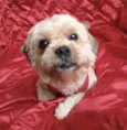 Lulu 