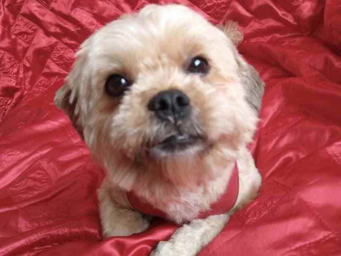 Cachorro ra a Mestiço  idade 1 ano nome Lulu 