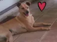 Cachorro raça Sem raça definida idade 3 anos nome Jeany