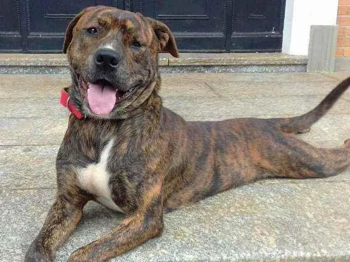 Cachorro raça srd idade 3 anos nome Nescau