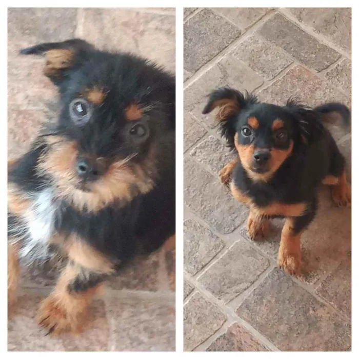 Cachorro raça Indefinido idade 2 a 6 meses nome Não tem