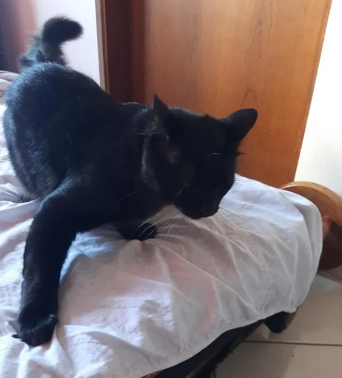 Gato ra a SRD-ViraLata idade 2 anos nome Pantera