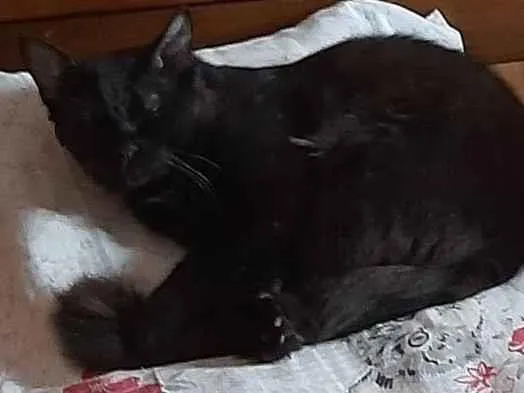 Gato ra a SRD-ViraLata idade 2 anos nome Pantera