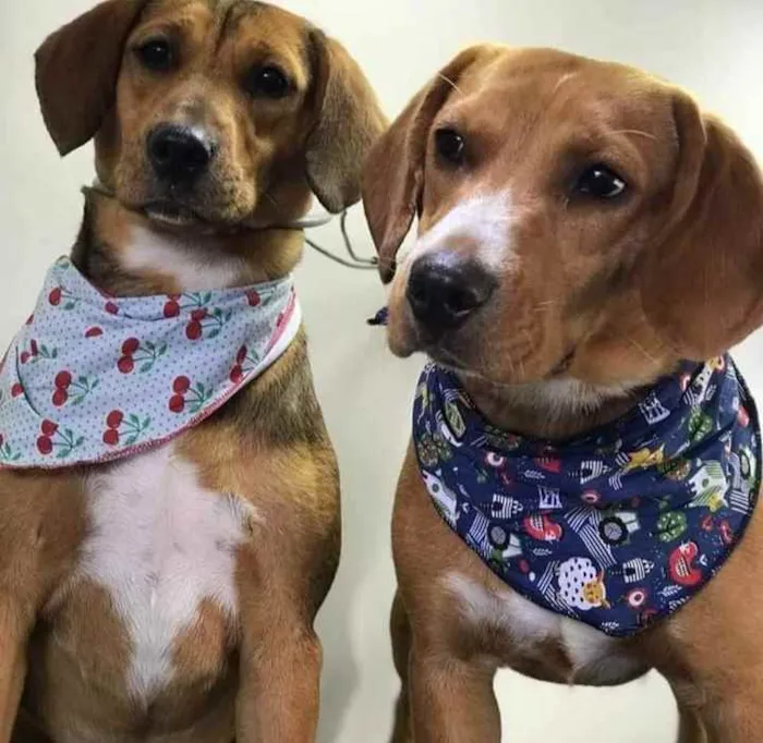 Cachorro ra a Sem raça definida ( mãe era  idade 1 ano nome Thor e sky 