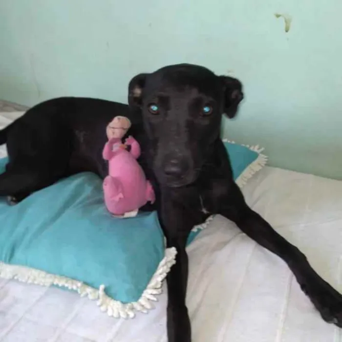 Cachorro raça SRD idade 7 a 11 meses nome Clô 