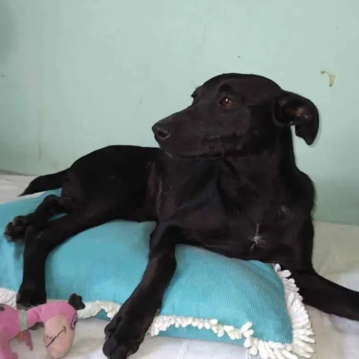 Cachorro raça SRD idade 7 a 11 meses nome Clô 