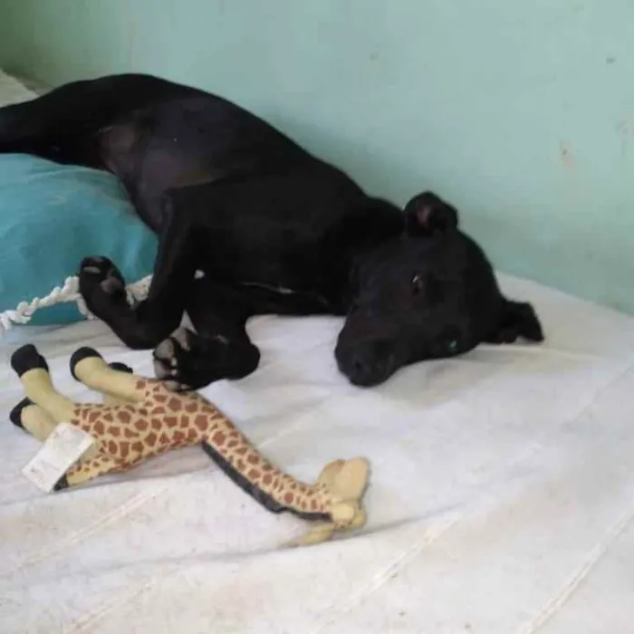 Cachorro raça SRD idade 7 a 11 meses nome Clô 