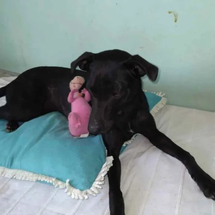 Cachorro raça SRD idade 7 a 11 meses nome Clô 