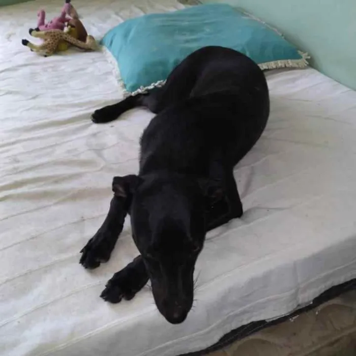 Cachorro raça SRD idade 7 a 11 meses nome Clô 