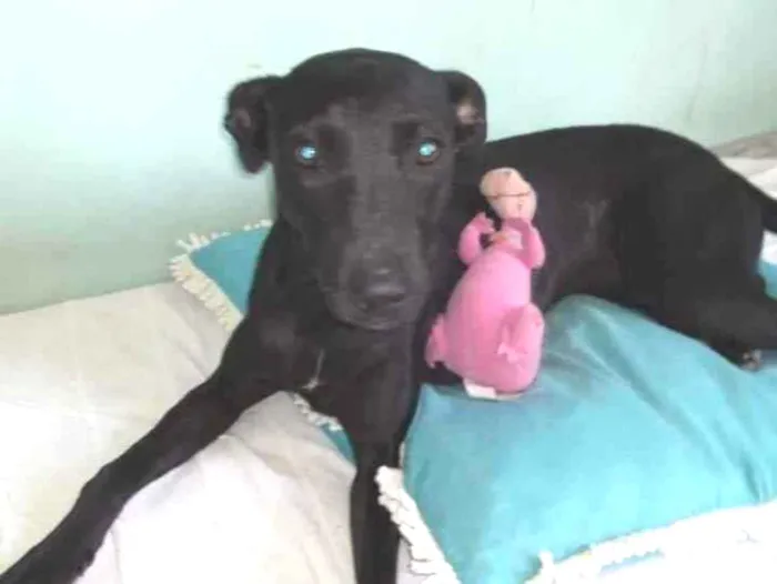 Cachorro raça SRD idade 7 a 11 meses nome Clô 