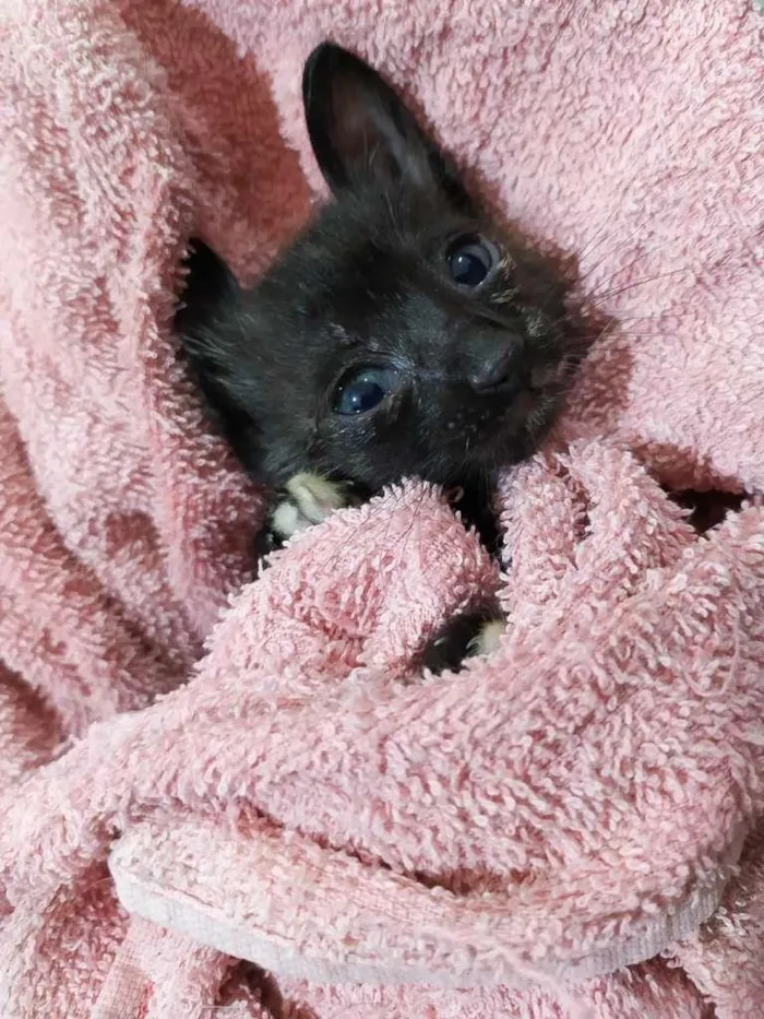 Gato ra a SRD idade Abaixo de 2 meses nome Jiji
